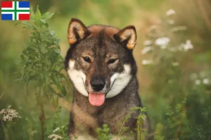 Mehr über den Artikel erfahren Shikoku Züchter und Welpen in Groningen