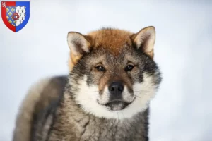 Mehr über den Artikel erfahren Shikoku Züchter und Welpen in Pays de la Loire