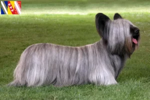 Mehr über den Artikel erfahren Skye Terrier Züchter und Welpen in Grand Est