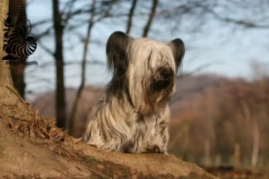 Mehr über den Artikel erfahren Skye Terrier Züchter und Welpen in Neukaledonien