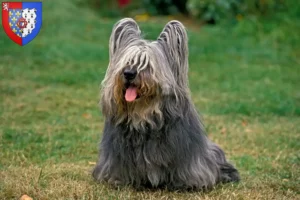 Mehr über den Artikel erfahren Skye Terrier Züchter und Welpen in Pays de la Loire