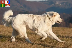 Mehr über den Artikel erfahren Slovensky Cuvac Züchter und Welpen in Südböhmen