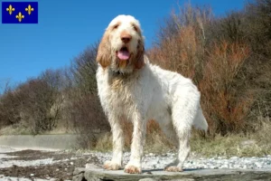 Mehr über den Artikel erfahren Spinone Italiano Züchter und Welpen in Île-de-France