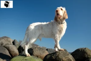 Mehr über den Artikel erfahren Spinone Italiano Züchter und Welpen auf Korsika