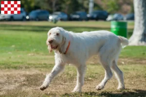 Mehr über den Artikel erfahren Spinone Italiano Züchter und Welpen in Nordbrabant