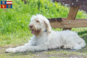 Mehr über den Artikel erfahren Spinone Italiano Züchter und Welpen in Südmähren