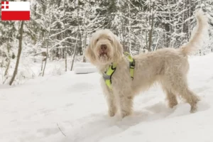 Mehr über den Artikel erfahren Spinone Italiano Züchter und Welpen in Utrecht