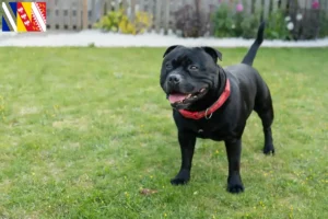 Mehr über den Artikel erfahren Staffordshire Bull Terrier Züchter und Welpen in Grand Est