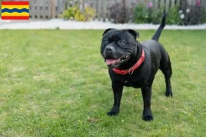 Mehr über den Artikel erfahren Staffordshire Bull Terrier Züchter und Welpen in Overijssel