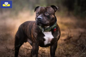 Mehr über den Artikel erfahren Staffordshire Bull Terrier Züchter und Welpen in Region Brüssel-Hauptstadt