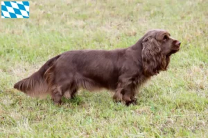 Mehr über den Artikel erfahren Sussex-Spaniel Züchter und Welpen in Bayern