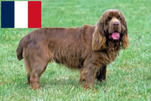 Mehr über den Artikel erfahren Sussex-Spaniel Züchter und Welpen in Frankreich