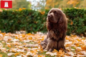 Mehr über den Artikel erfahren Sussex-Spaniel Züchter und Welpen in Hamburg