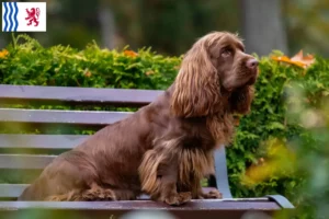 Mehr über den Artikel erfahren Sussex-Spaniel Züchter und Welpen in Nouvelle-Aquitaine