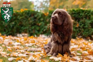 Mehr über den Artikel erfahren Sussex-Spaniel Züchter und Welpen in der Steiermark