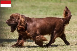 Mehr über den Artikel erfahren Sussex-Spaniel Züchter und Welpen in Wien