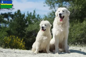 Mehr über den Artikel erfahren Tatra-Schäferhund Züchter und Welpen in Flevoland