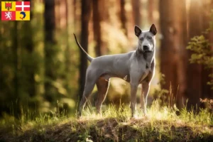 Mehr über den Artikel erfahren Thai Ridgeback Züchter und Welpen in Auvergne-Rhône-Alpes