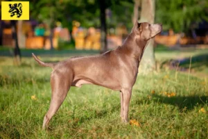 Mehr über den Artikel erfahren Thai Ridgeback Züchter und Welpen in Flandern