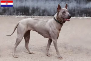 Mehr über den Artikel erfahren Thai Ridgeback Züchter und Welpen in Kroatien