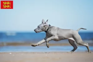 Mehr über den Artikel erfahren Thai Ridgeback Züchter und Welpen in der Normandie