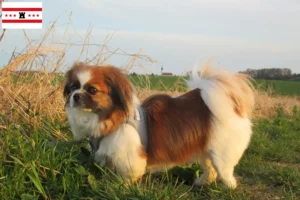 Mehr über den Artikel erfahren Tibet-Spaniel Züchter und Welpen in Drenthe