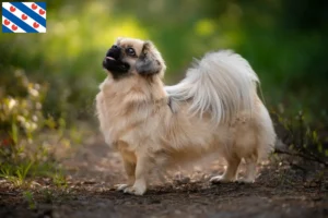 Mehr über den Artikel erfahren Tibet-Spaniel Züchter und Welpen in Friesland