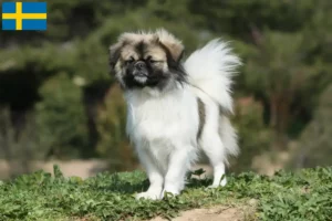 Mehr über den Artikel erfahren Tibet-Spaniel Züchter und Welpen in Schweden