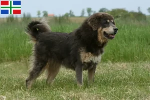 Mehr über den Artikel erfahren Tibetdogge Züchter und Welpen in Groningen