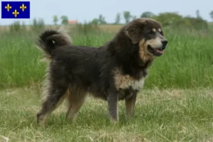 Mehr über den Artikel erfahren Tibetdogge Züchter und Welpen in Île-de-France