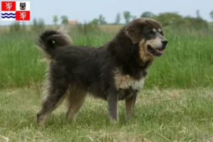 Mehr über den Artikel erfahren Tibetdogge Züchter und Welpen in Mittelböhmen