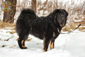 Mehr über den Artikel erfahren Tibetdogge Züchter und Welpen in Prag