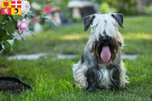 Mehr über den Artikel erfahren Tschechischer Terrier Züchter und Welpen in Auvergne-Rhône-Alpes