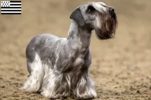 Mehr über den Artikel erfahren Tschechischer Terrier Züchter und Welpen in der Bretagne