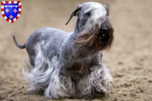 Mehr über den Artikel erfahren Tschechischer Terrier Züchter und Welpen in Centre-Val de Loire