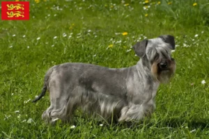 Mehr über den Artikel erfahren Tschechischer Terrier Züchter und Welpen in der Normandie