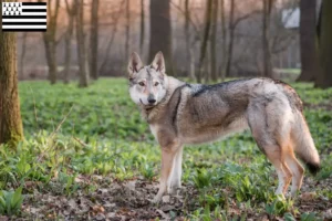 Mehr über den Artikel erfahren Tschechoslowakischer Wolfhund Züchter und Welpen in der Bretagne