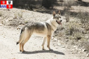 Mehr über den Artikel erfahren Tschechoslowakischer Wolfhund Züchter und Welpen in Mittelböhmen