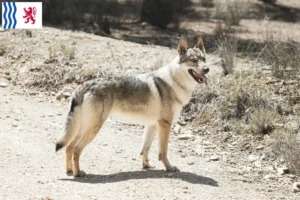 Mehr über den Artikel erfahren Tschechoslowakischer Wolfhund Züchter und Welpen in Nouvelle-Aquitaine