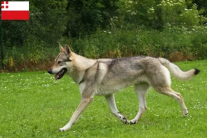 Mehr über den Artikel erfahren Tschechoslowakischer Wolfhund Züchter und Welpen in Utrecht