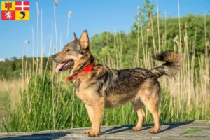 Mehr über den Artikel erfahren Västgötaspets Züchter und Welpen in Auvergne-Rhône-Alpes