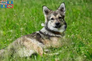 Mehr über den Artikel erfahren Västgötaspets Züchter und Welpen in Bourgogne-Franche-Comté