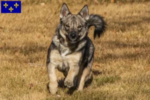 Mehr über den Artikel erfahren Västgötaspets Züchter und Welpen in Île-de-France