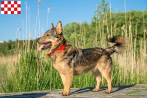 Mehr über den Artikel erfahren Västgötaspets Züchter und Welpen in Nordbrabant