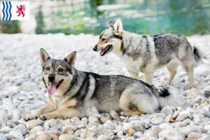 Mehr über den Artikel erfahren Västgötaspets Züchter und Welpen in Nouvelle-Aquitaine