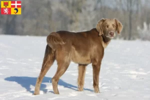 Mehr über den Artikel erfahren Weimaraner Züchter und Welpen in Auvergne-Rhône-Alpes