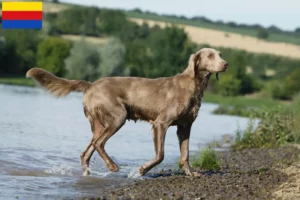 Mehr über den Artikel erfahren Weimaraner Züchter und Welpen in Nordholland