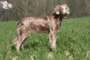 Mehr über den Artikel erfahren Weimaraner Züchter und Welpen in Syddanmark