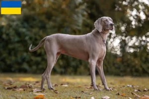 Mehr über den Artikel erfahren Weimaraner Züchter und Welpen in der Ukraine