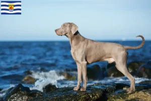 Mehr über den Artikel erfahren Weimaraner Züchter und Welpen in Zeeland